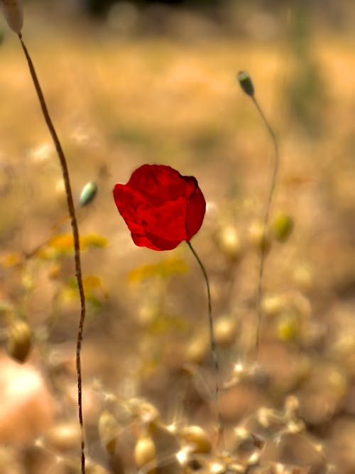 Foto stok gratis alam, bunga poppy, merah