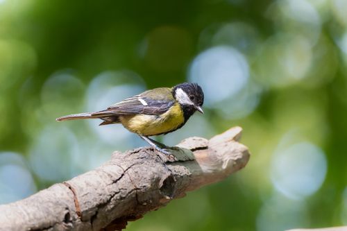 Free Detailed close-up of a great tit bird perching on a tree branch with a blurred green background. Stock Photo