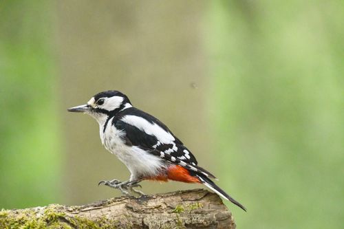 Free Close-up of a Great Spotted Woodpecker perched on a branch in its natural habitat. Stock Photo