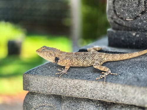 Foto profissional grátis de animais selvagens, animal, fotografia da vida selvagem