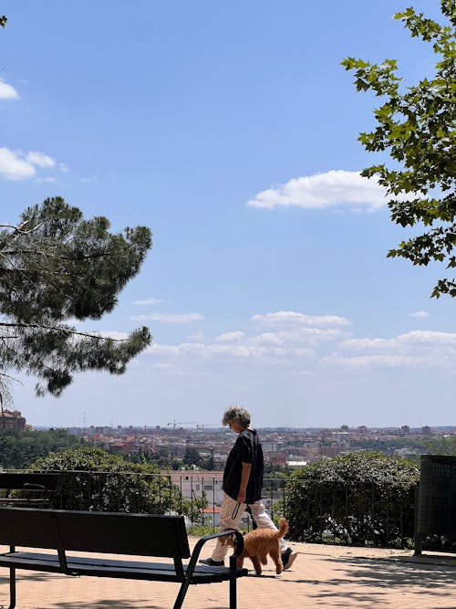 Free stock photo of dog, madrid, meditation