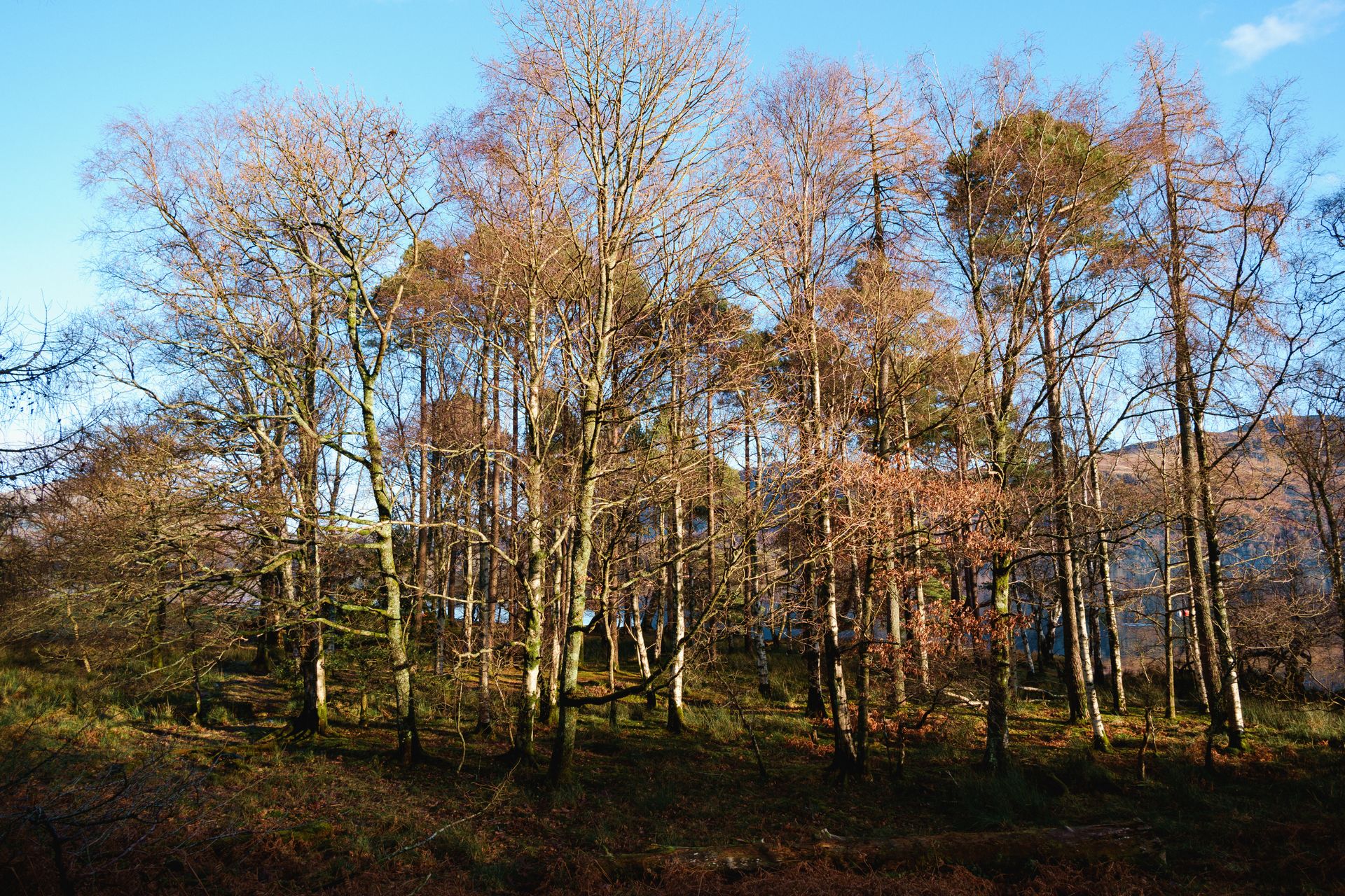 A serene view of bare birch trees in a forest near Keswick, England, under clear blue skies.