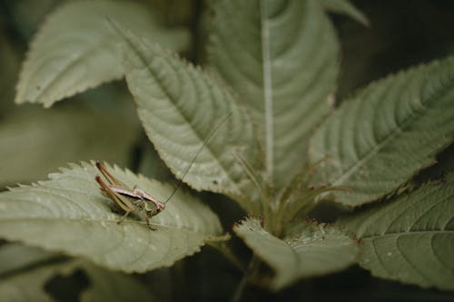 Grasshopper on Green Leaves