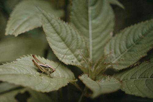 Free Detailed macro photograph of a grasshopper resting on lush green leaves in a natural setting. Stock Photo
