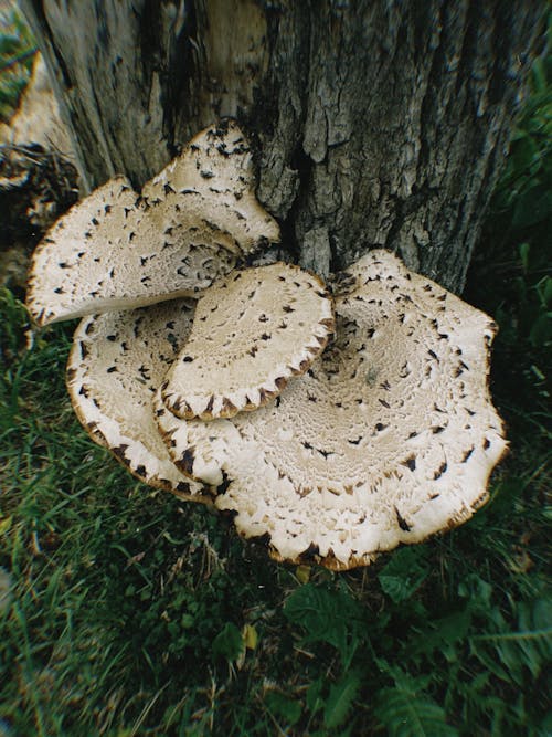 Бесплатное стоковое фото с гриб, дикий гриб