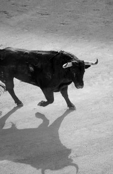 A striking black and white image of a bull with long horns casting a shadow in a Madrid bullring.