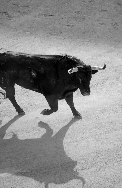 Free A striking black and white image of a bull with long horns casting a shadow in a Madrid bullring. Stock Photo