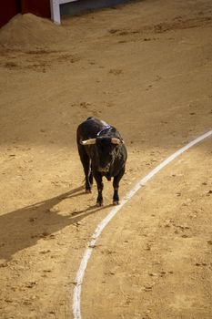 Aerial view of a solitary bull in a Madrid bullring, showcasing Spanish culture.