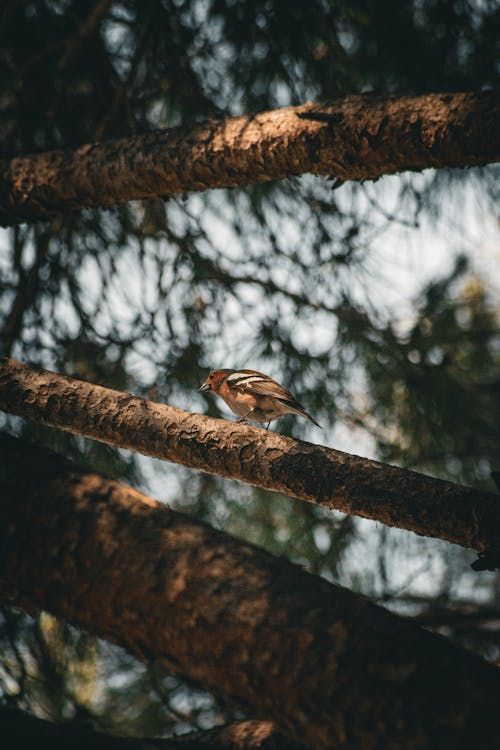 Gratis lagerfoto af dyrefotografering, fugl, grene