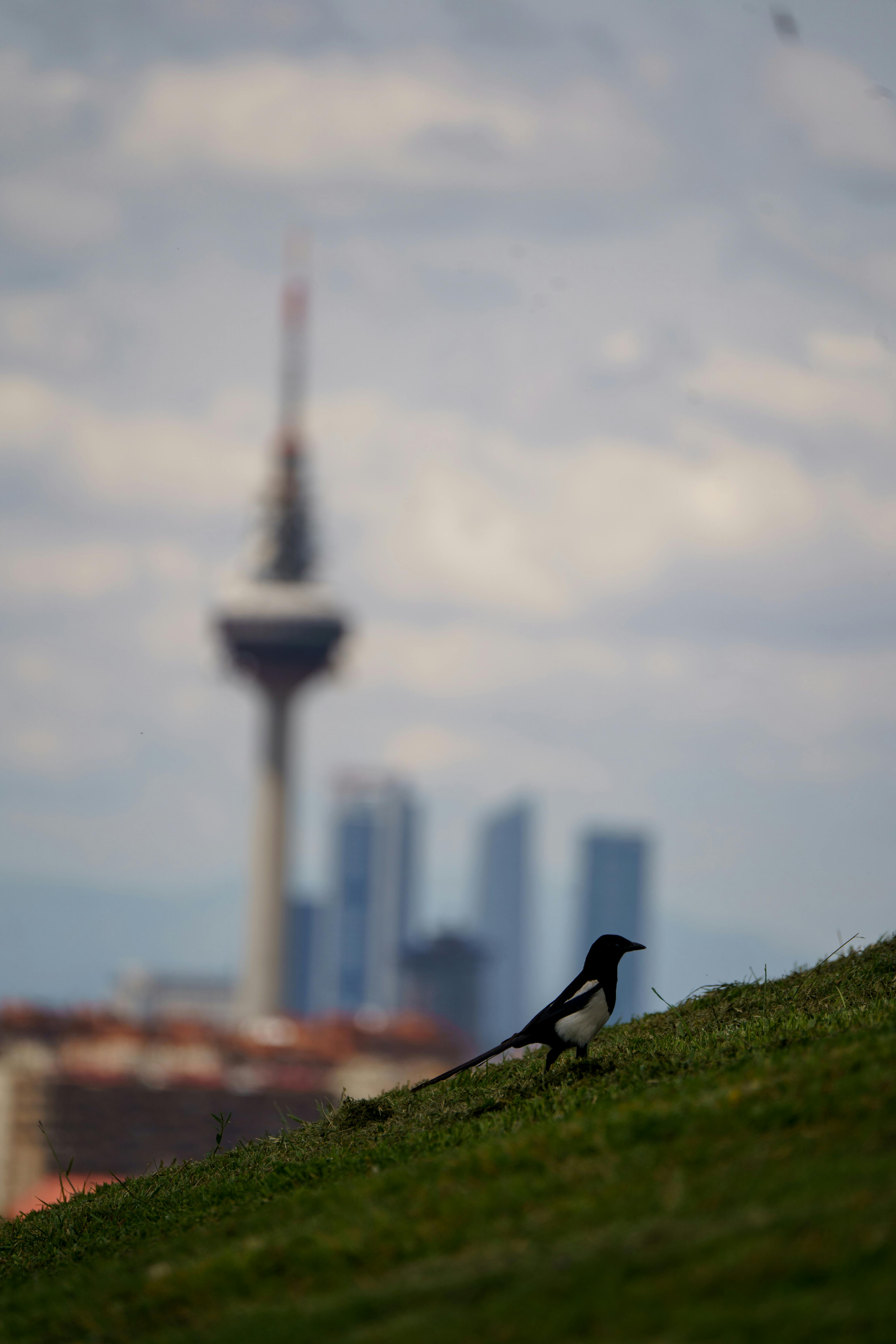 magpie admiring the city