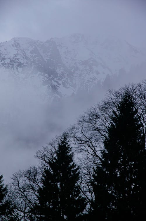 Fog over Forest in Mountains