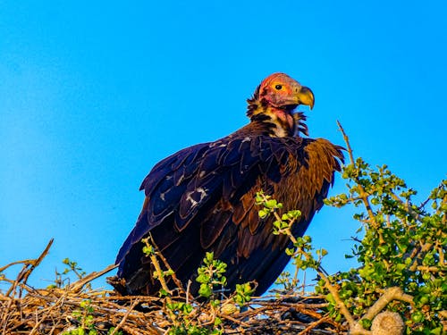 Birds of Masai Mara Eagles