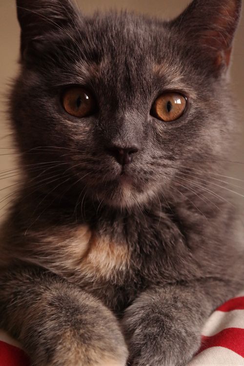 Free Charming close-up of a cute gray kitten with expressive eyes and soft fur. Stock Photo