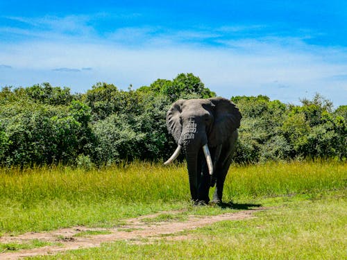 Elephants of Masai Mara