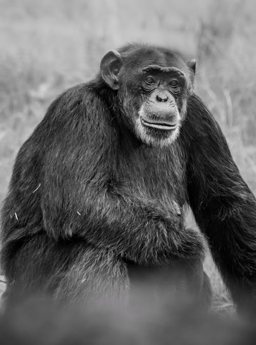 African Chimpanzee in Black and White View