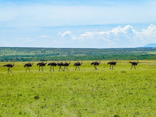 Female Maasai Ostriches