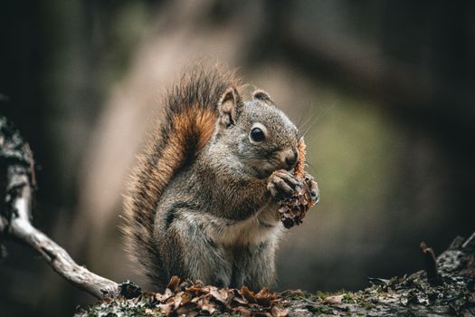 A cute squirrel munching on a pine cone amidst autumn leaves, showcasing wildlife in nature.
