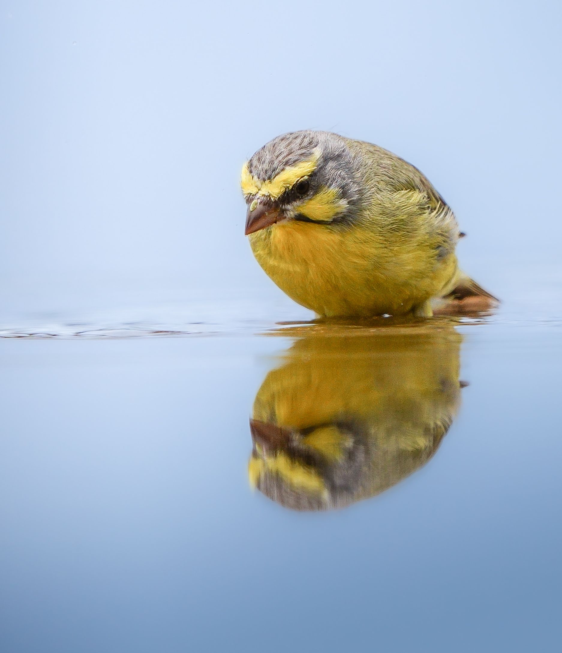 A Yellow-Fronted Canary gazes at its reflection in a calm water puddle, showcasing its vibrant colors.