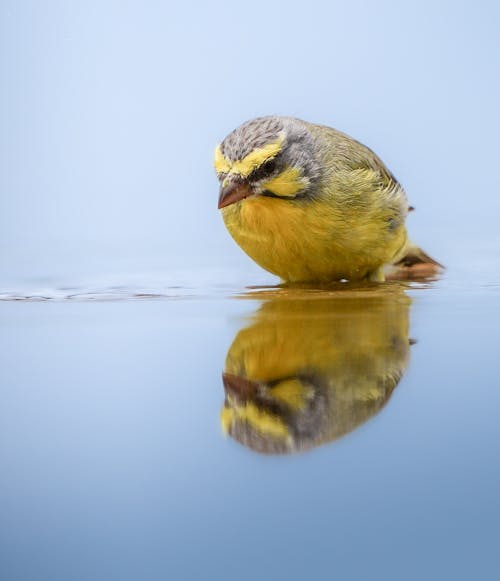Kostenloses Stock Foto zu Gelbstirn-Kanarienvogel, pfütze, reflektierung