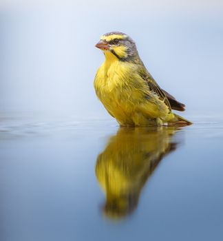 A strikingly detailed close-up of a Yellow-Fronted Canary (Crithagra mozambica) by a reflective water surface.