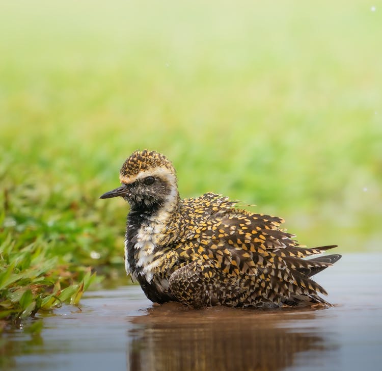 Pacific Golden Plover On Water