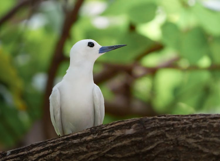 White Tern In Nature