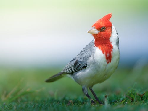 Foto profissional grátis de ave, cardeal de crista vermelha, fechar-se