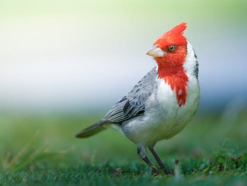 Fotos de stock gratuitas de cardenal de cresta roja, de cerca, fondo de pantalla