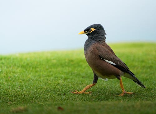 Foto profissional grátis de animal, ave, fechar-se