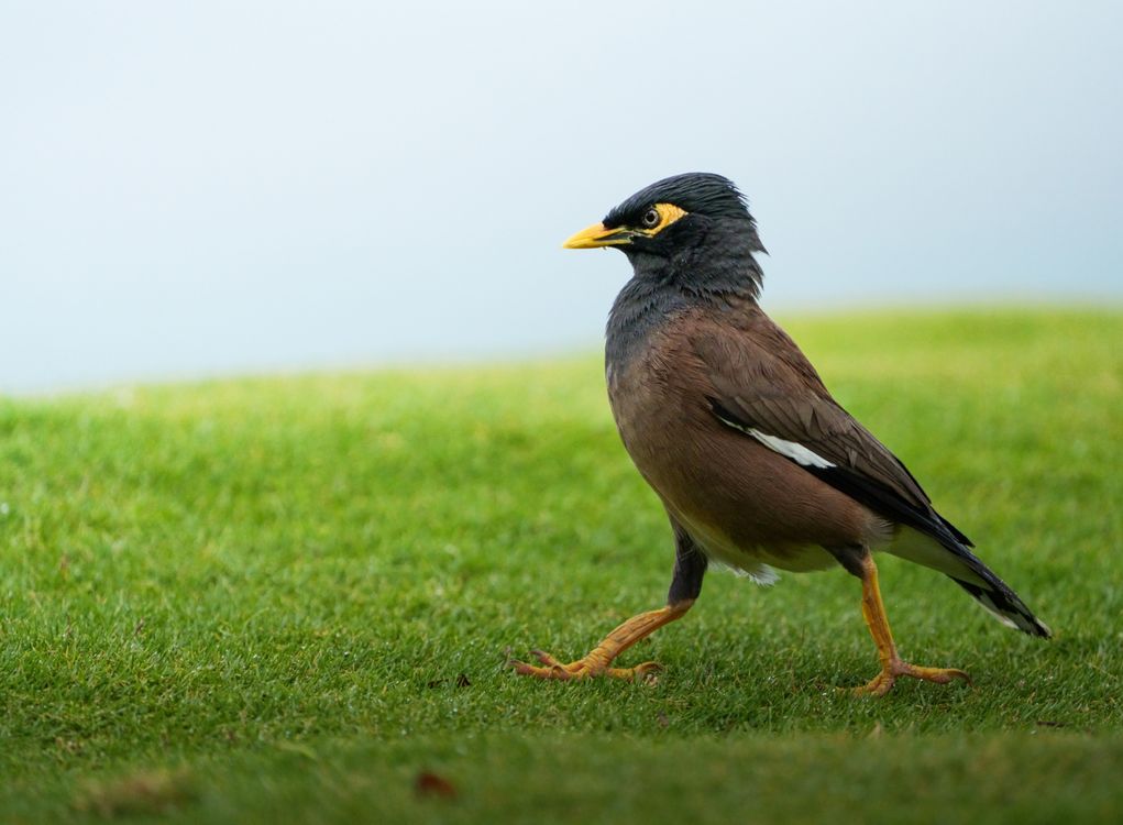 Myna Invasive Close up of a Common Myna · Free Stock Photo