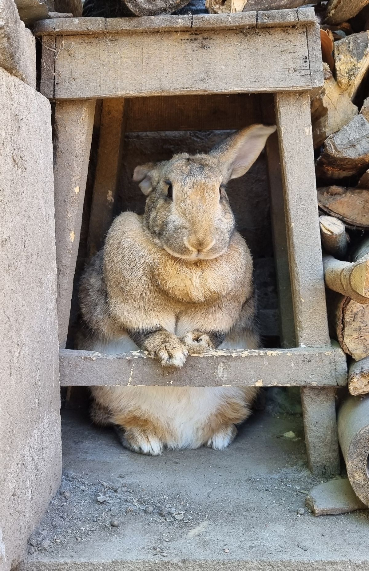 Rabbit Standing on Two Legs · Free Stock Photo