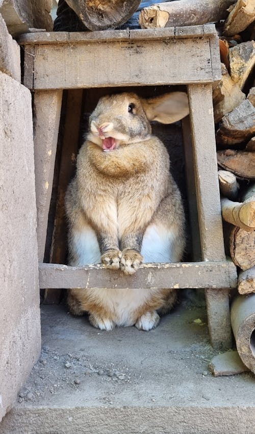 동물 사진, 모바일 바탕화면, 목조의 무료 스톡 사진