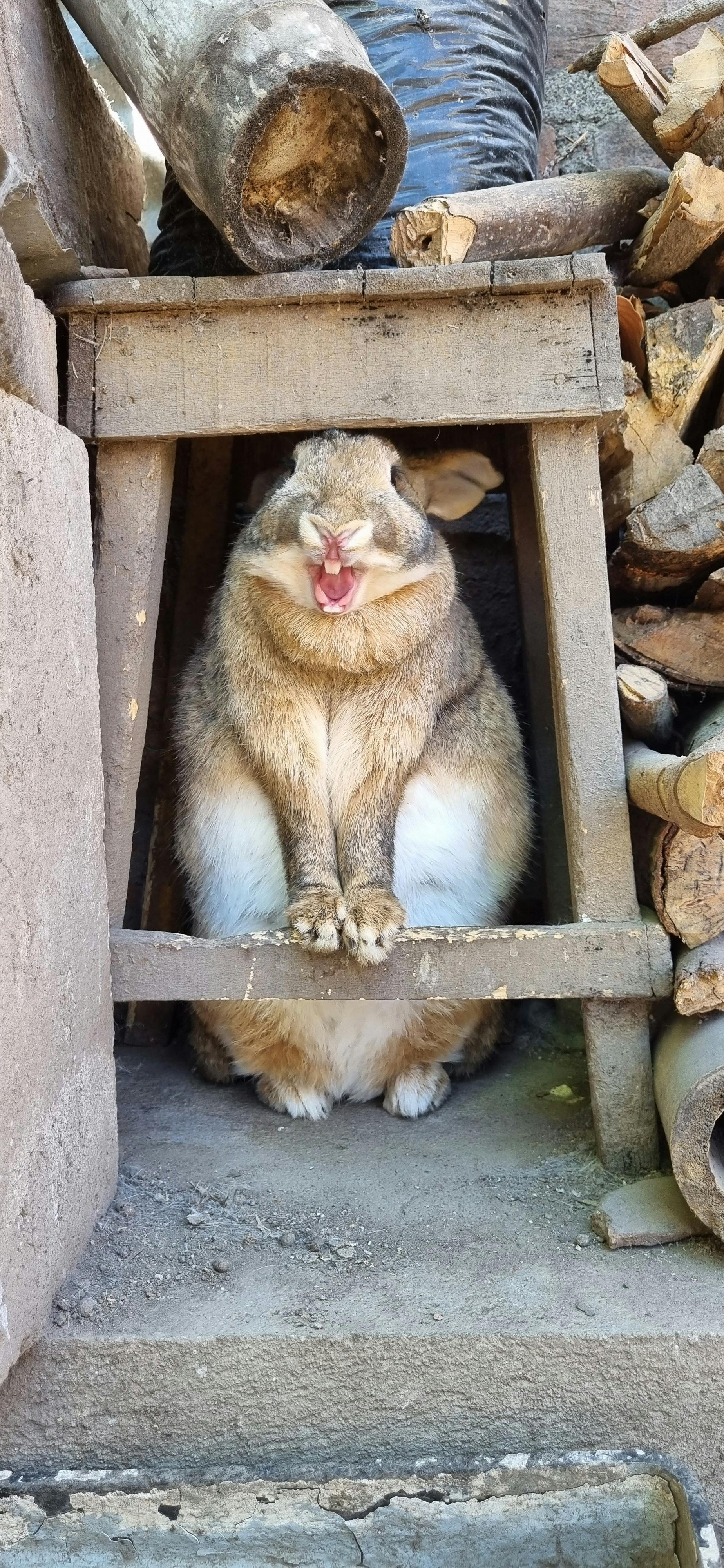 cute rabbit sitting under stool