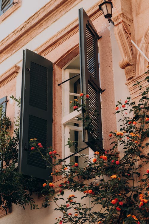 Flowers under Window Shutters