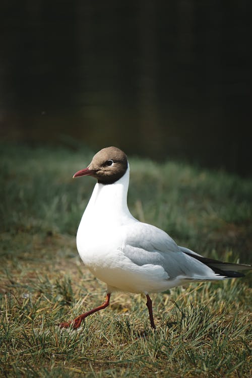 Imagine de stoc gratuită din focalizare selectivă, fotografie cu animale sălbatice, fotografie de animale