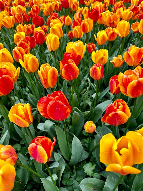 Kostenloses Stock Foto zu blumen, frühling, tulpen