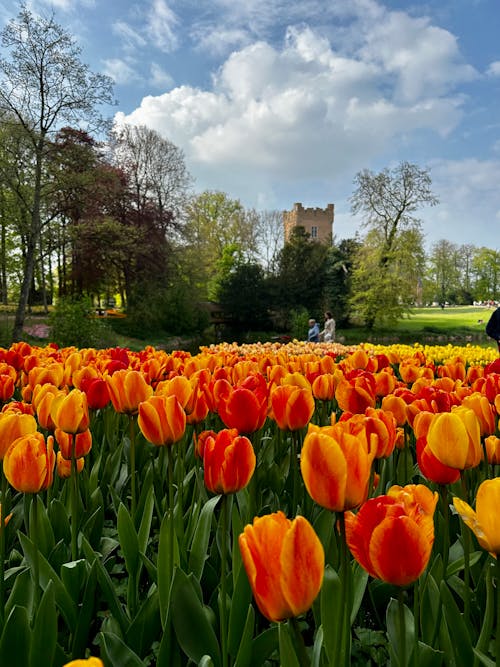 Kostenloses Stock Foto zu tulpen