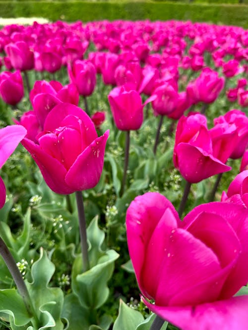 Kostenloses Stock Foto zu blumen, frühling, tulpen