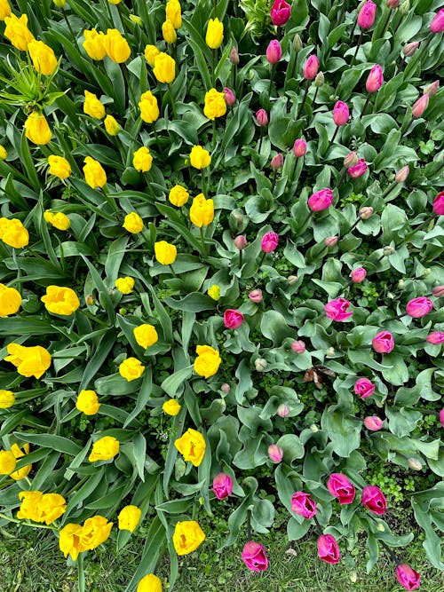 Kostenloses Stock Foto zu blumen, tulpen