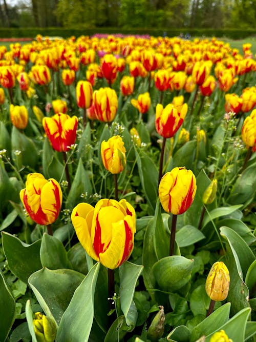 Gratis stockfoto met bloemen, lente, tulpen