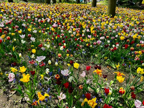 Gratis stockfoto met bloemen, lente, tulpen