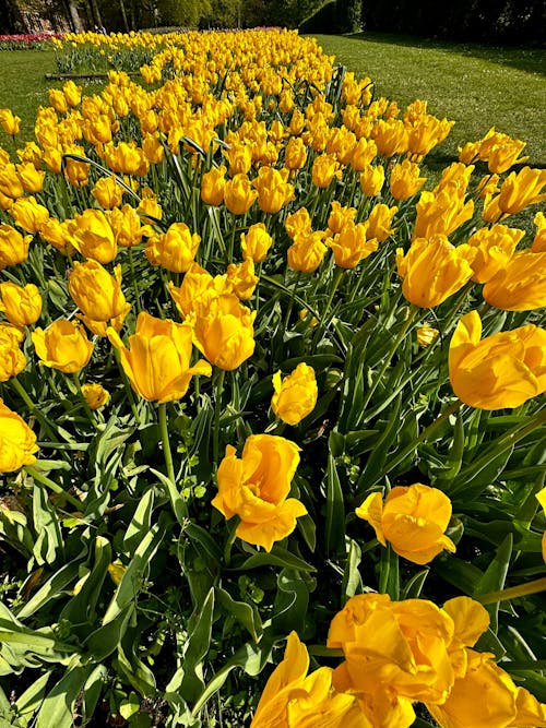 Gratis stockfoto met bloem, lente, tulpen
