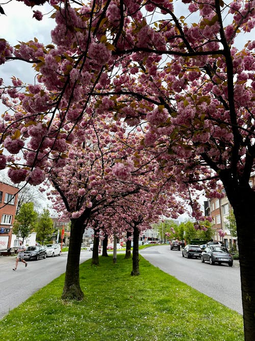 Kostenloses Stock Foto zu frühling, kirschblüte