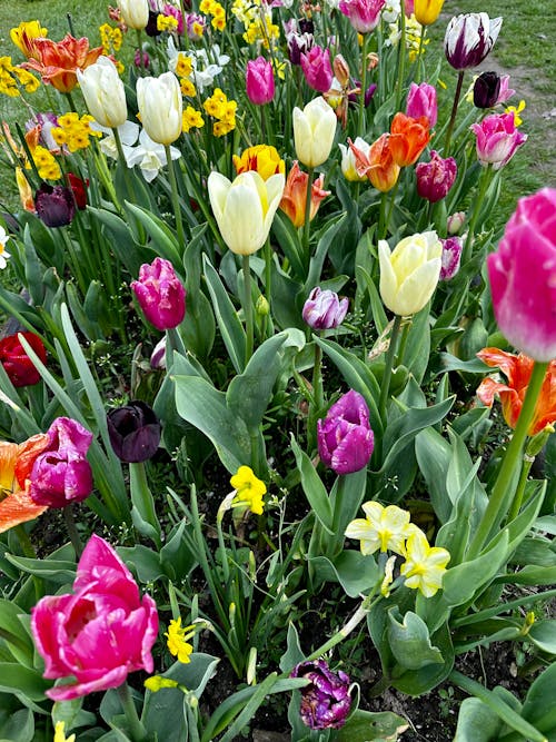 Gratis stockfoto met bloemen, tulpen