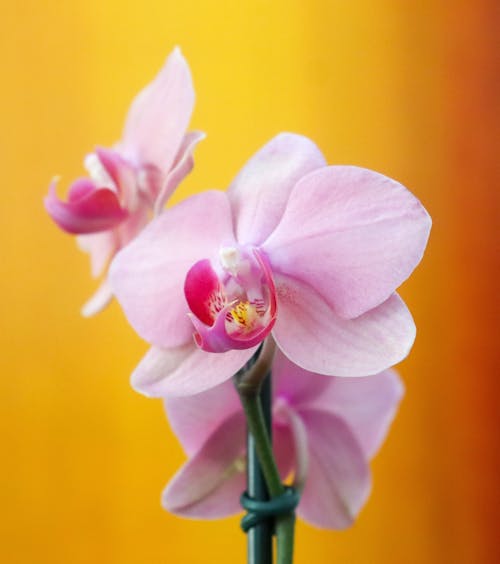 Close-up of Blooming Orchid Flower on Orange Background