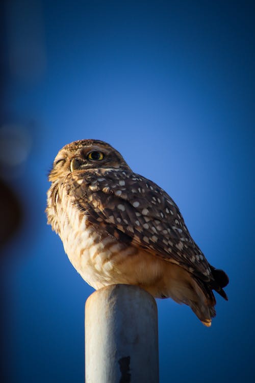 Close up of a Burrowing Owl
