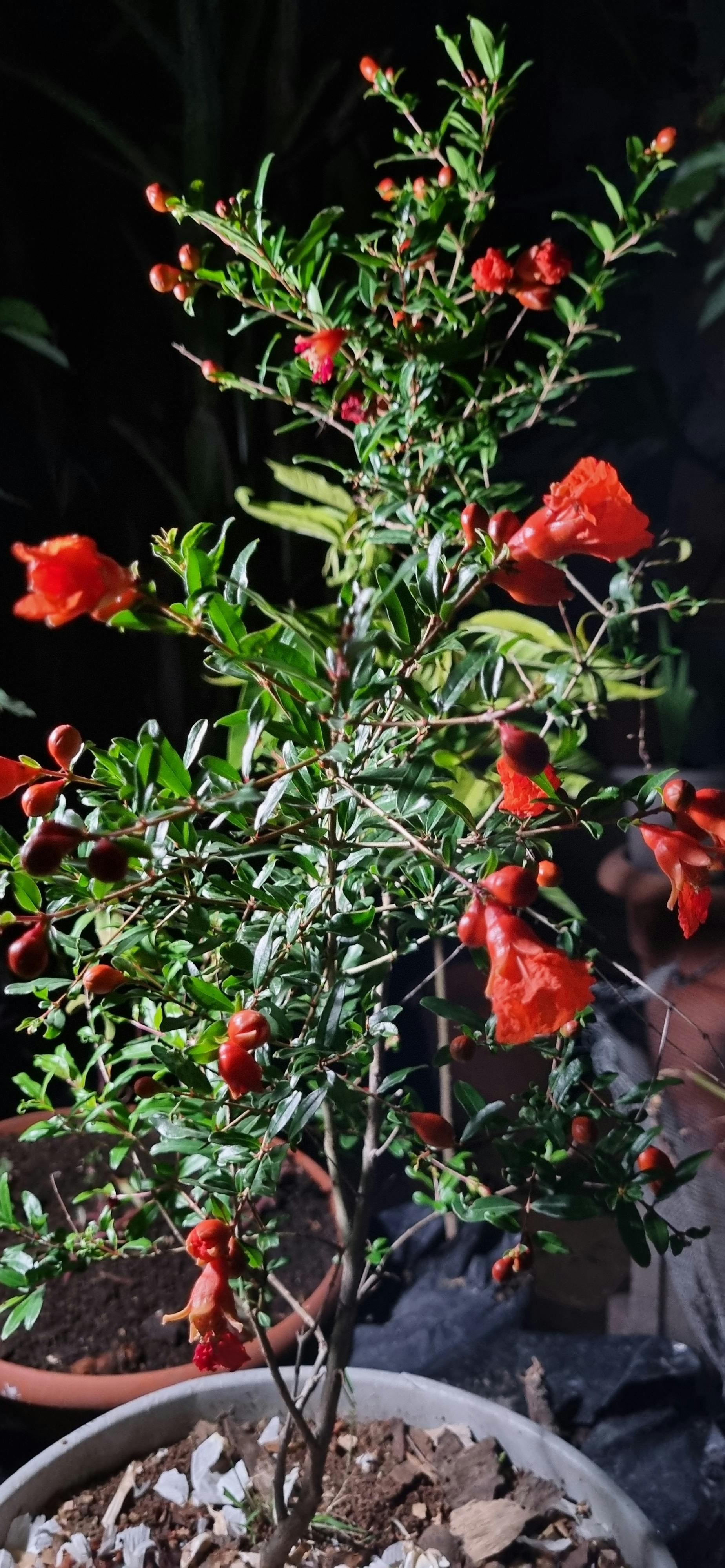 DANIEL OBANDO Fotoğrafçılık