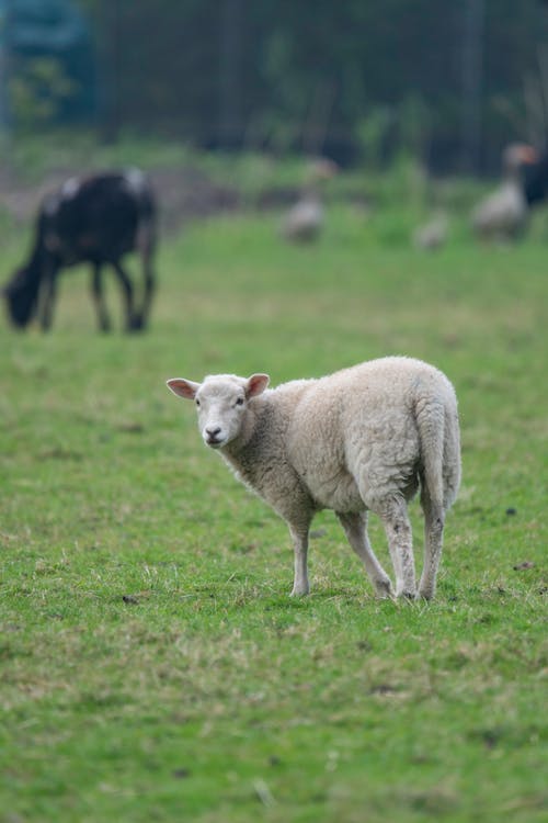 Gratis lagerfoto af dyrefotografering, får, græsarealer