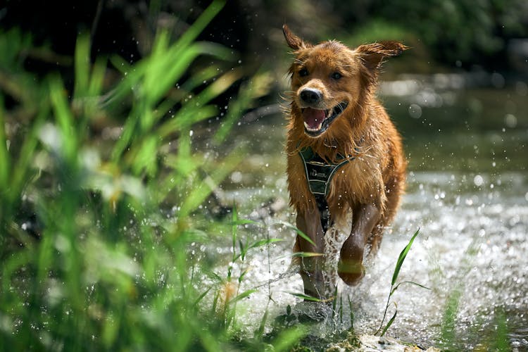 A Dog Running