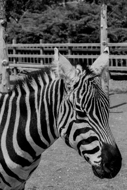 Portrait of Zebra in Black and White